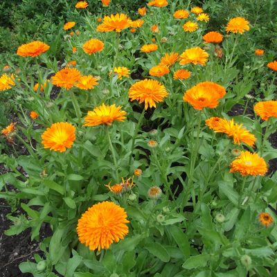 Calendula