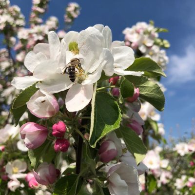 abeille