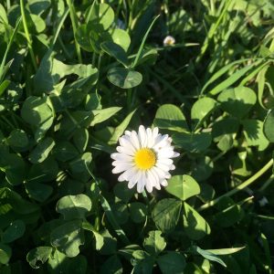 fleurs1