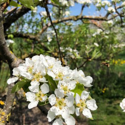 fleurs2