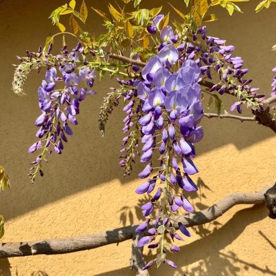 glycine